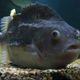 Un ejemplar de Cylopteridae en un acuario. Foto: Wikipedia
